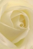 This image offers an immersive journey into the creamy heart of a rose, inviting you into the gentle spiral of its ivory petals. Each unfurling layer feels almost weightless-like morning mist settling over the rolling Surrey countryside. The petals, brushed with a hint of translucent white, curl and overlap to create a mesmerizing pattern of light and shadow, reminiscent of the subtle serenity found in the gardens of Kingston or the green reaches of Dorking. The atmosphere is peaceful, echoing the silent contemplation of new beginnings or a thoughtful gesture of sympathy. There's a softly diffused luminosity, with gentle gradations of cream and pale yellow that enhance the depth and architecture of the bloom. The closeness of the perspective lets you almost feel the velvety touch of each petal and catch the understated sweetness of its fragrance. For a Surrey florist, this rose stands as a symbol of quiet reverence-ideal for honouring a cherished memory or expressing profound admiration. The artistry behind this arrangement is evident; each bloom is carefully chosen and expertly placed for maximum emotional impact. Delivered throughout Surrey, this rose serves as a testament to genuine craftsmanship, heartfelt intention, and the enduring beauty found in the community's most treasured moments.